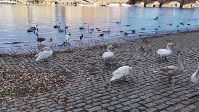 Katy Rose - Valley Of Swans Double Pussy Paradise First DVP 04 04 2025