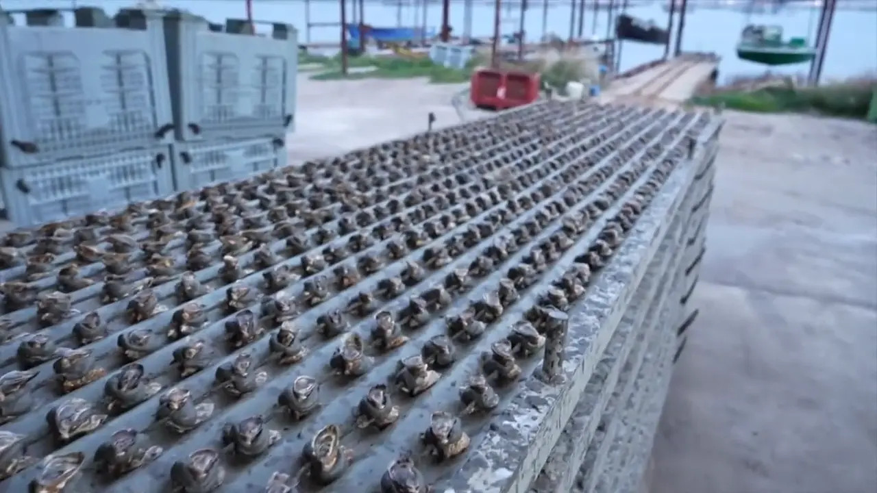 JacquieEtMichelTV Camille Knows How To Be Friendly 05 04 2025 - Watch Latest Porn Video at ePornHome.com for Free.