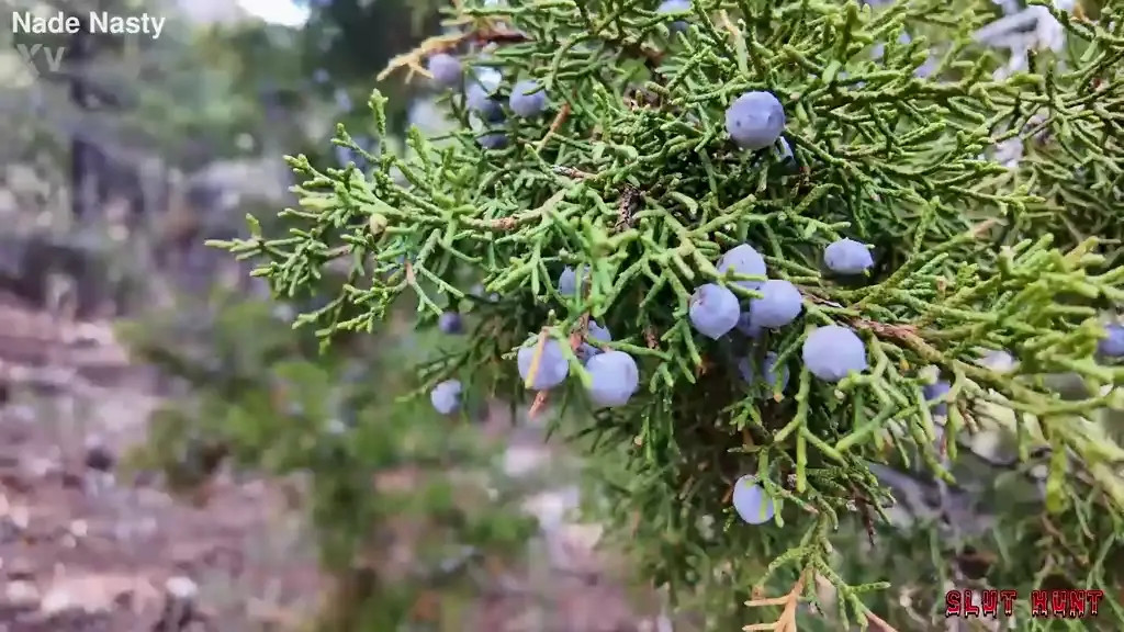 Juniper Ren - Slut Hunt Ep 8 Lost Cutie Juniper Gets Wrecked - Watch Latest Porn Video at ePornHome.com for Free.